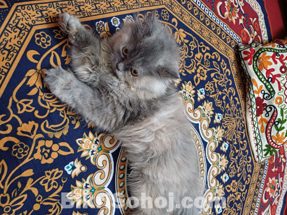 Traditional Persian kitten